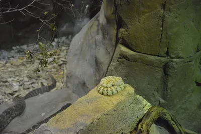 DSC_7036 (Large).JPG